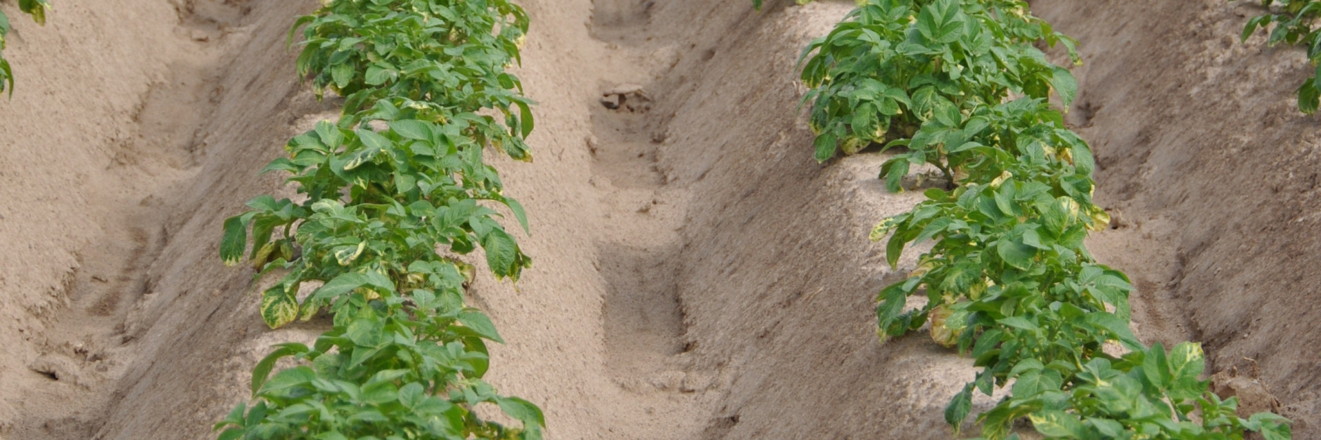 aardappelen in ruggen op veld met erosiedrempeltjes