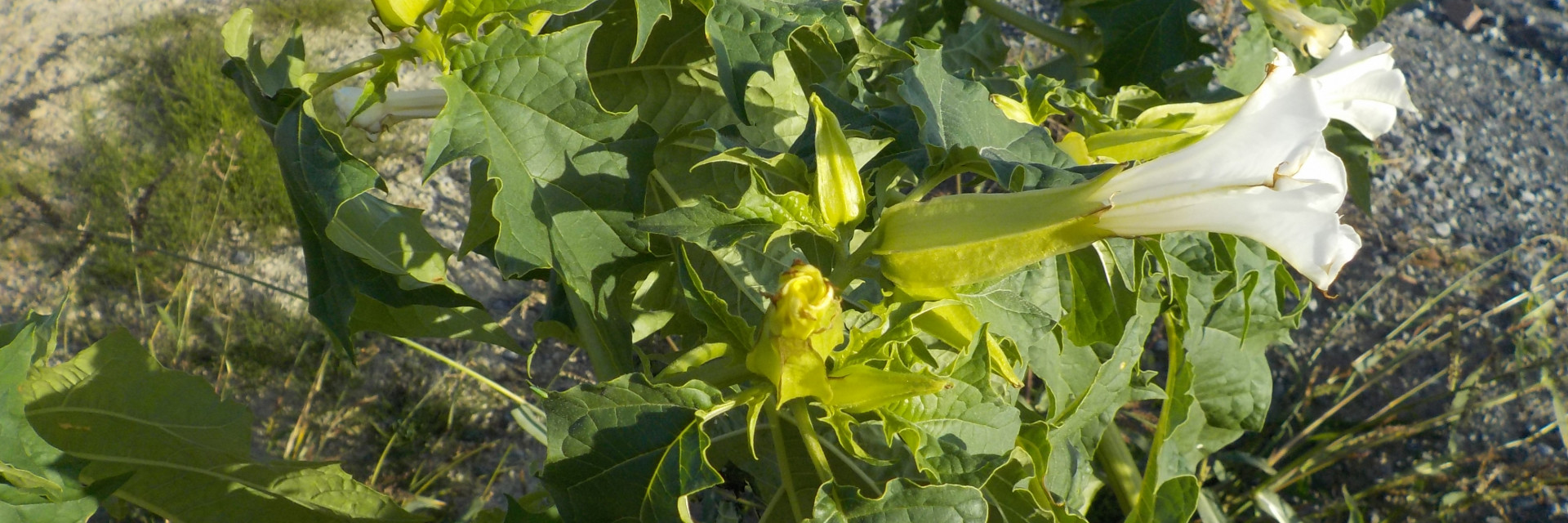 doornappel grote plant