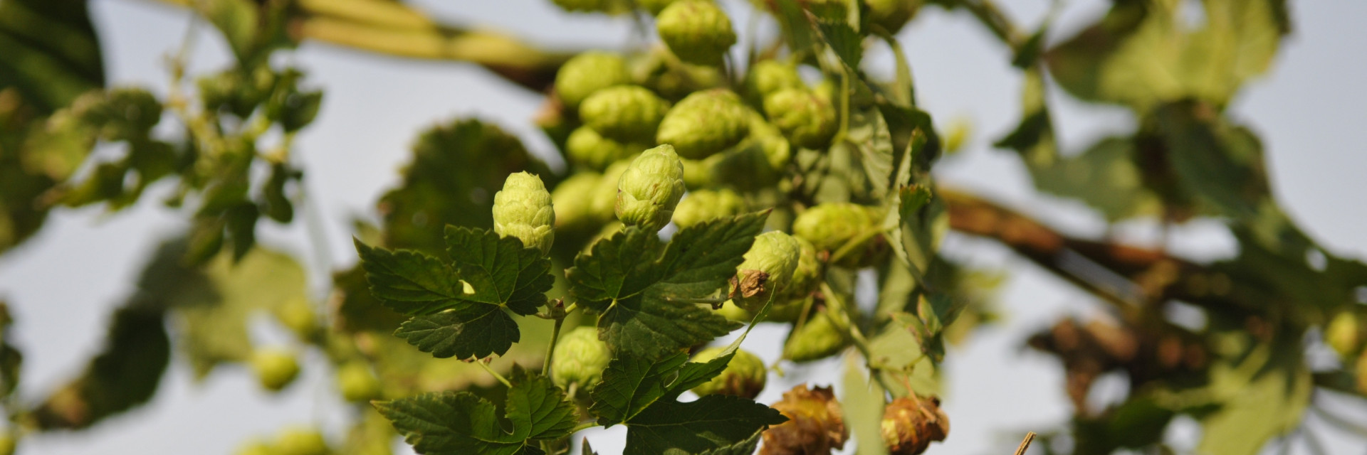 hopbellen aan hopplant