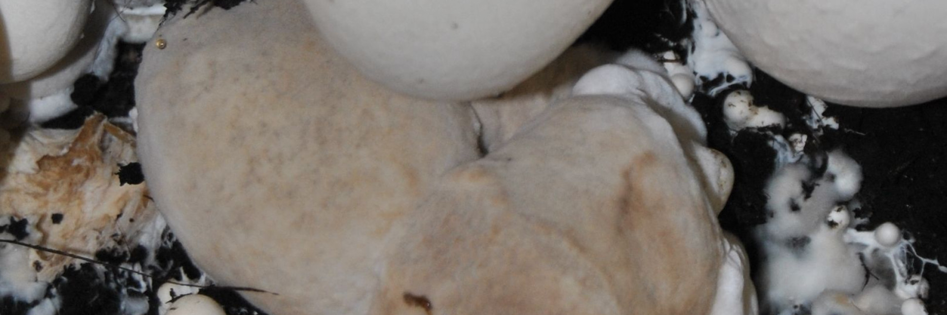 droge mol champignonziekte