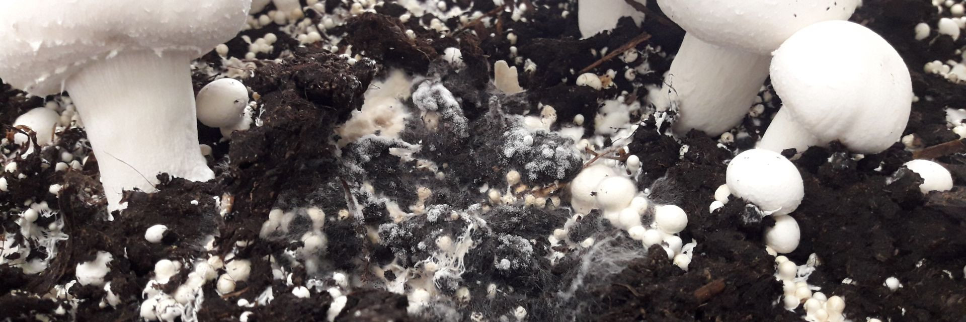 symptomen spinnenwebschimmel champignon