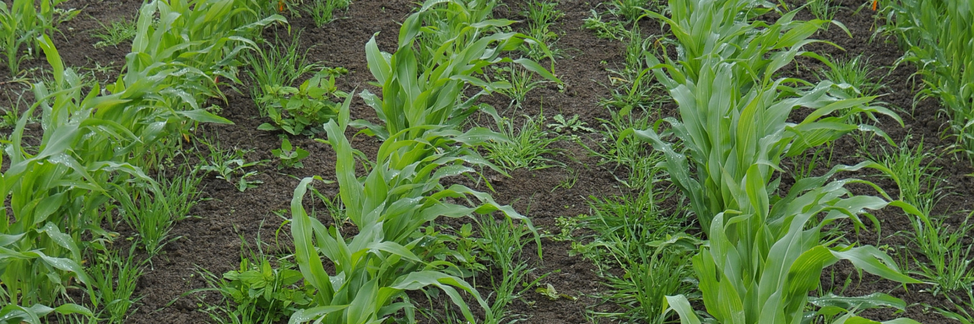 Gerst tussen mais als lokplant ritnaalden