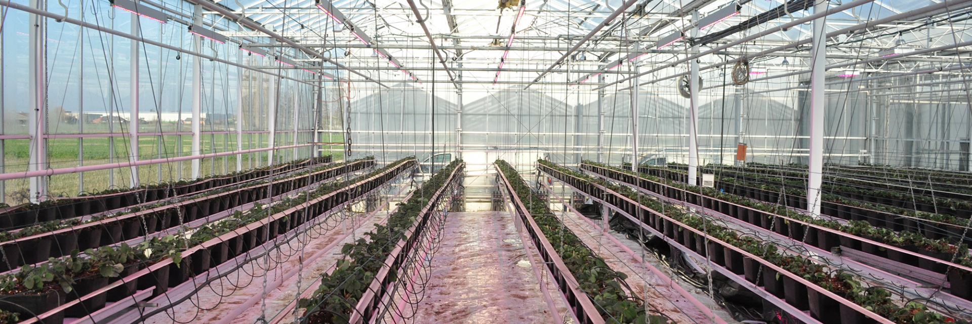 Aardbei Assimilatiebelichting