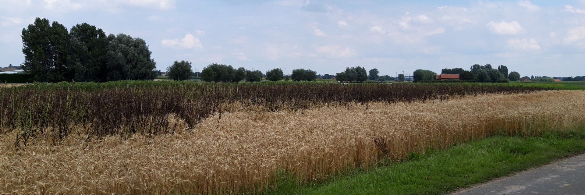 afrijpende zomerveldboon in mengteelt