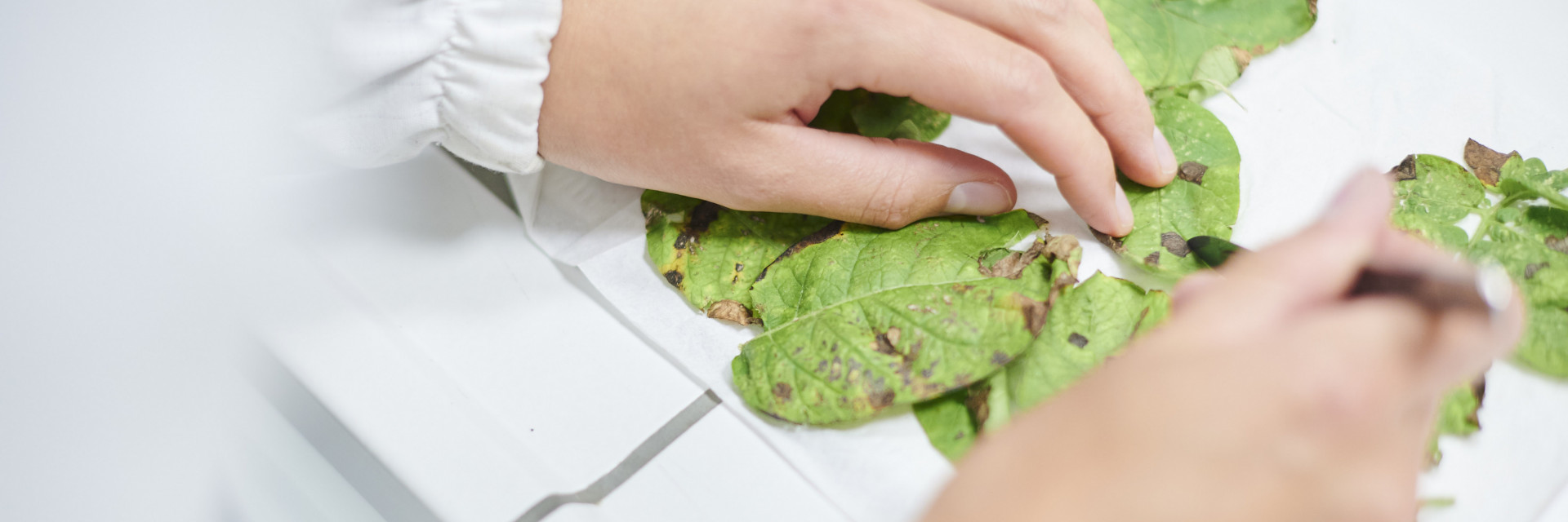 Zieke bladeren - plantendiagnostiek