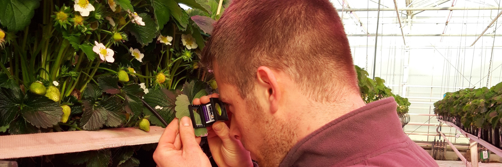 Monitoring aardbei