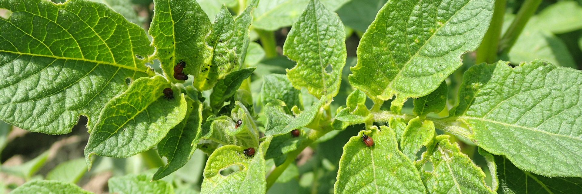 Coloradokever larven in aardappel