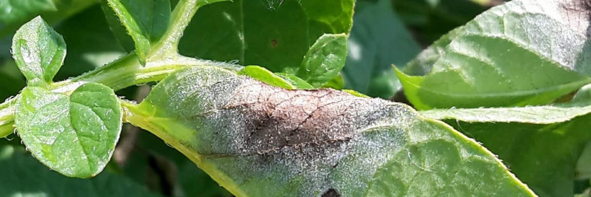 foto bladvlek phytoph