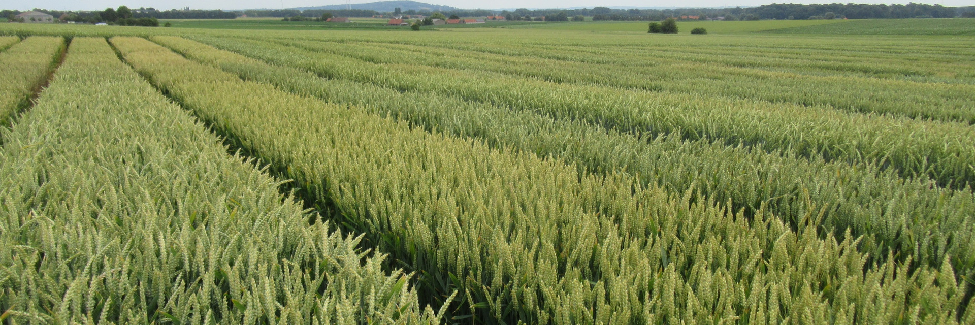 Graanproef