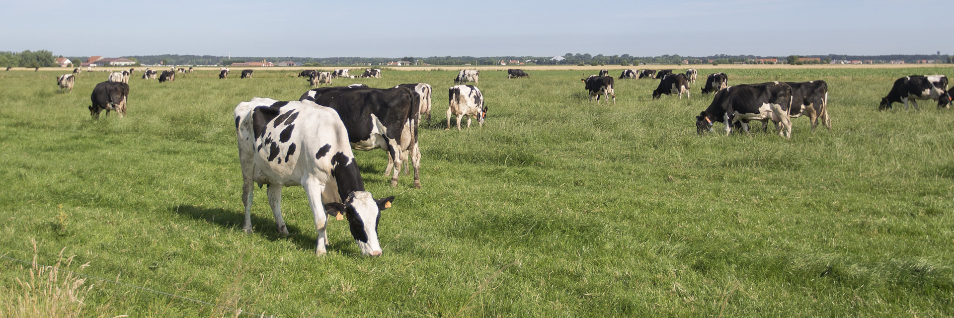 Melkvee in de weide