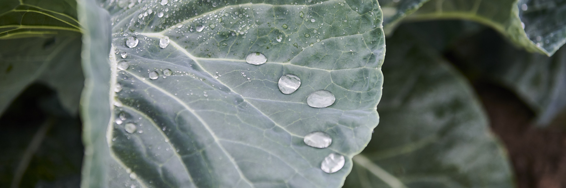 Kolenblad met druppels water