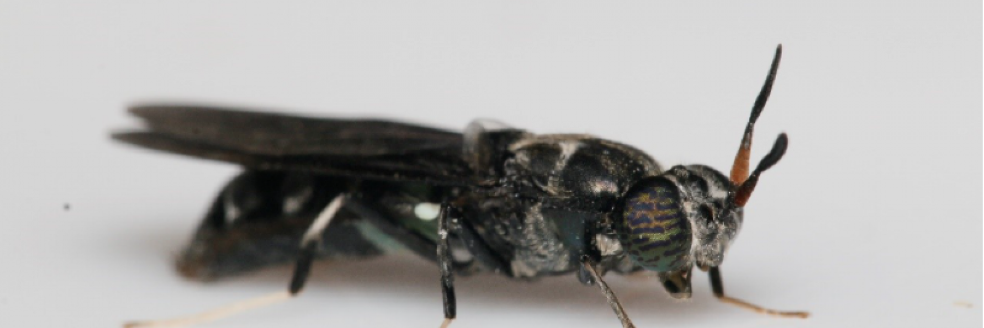 Hermetia illucens