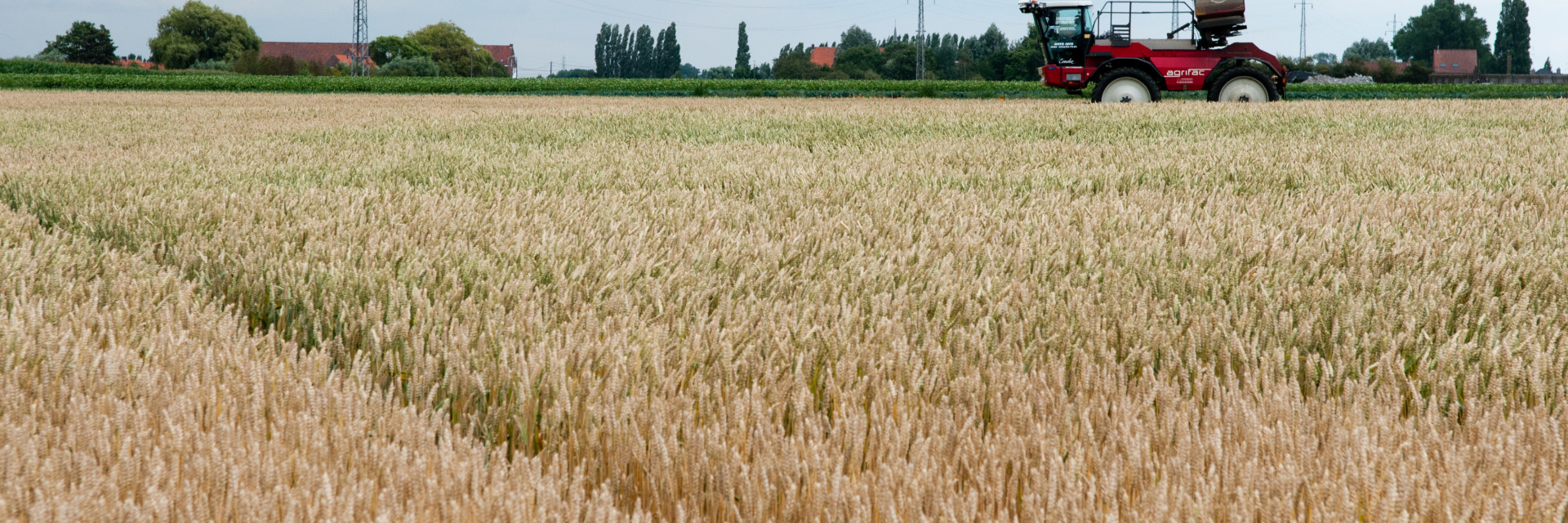 Graanveld