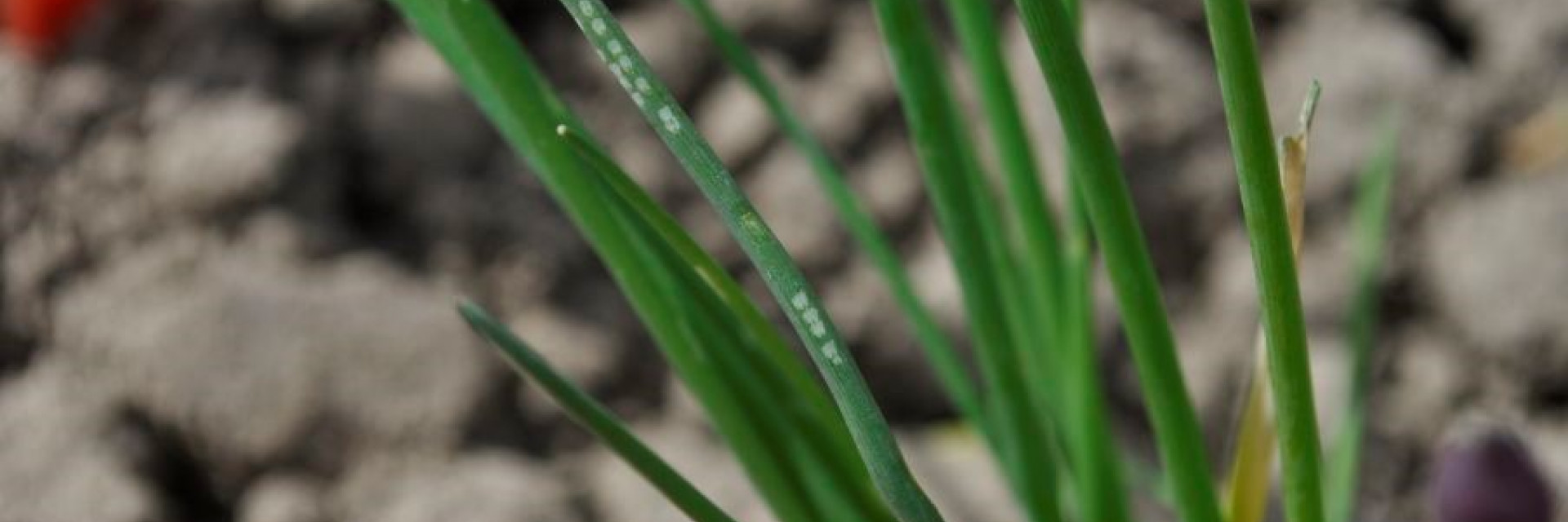 Voedingsstip op bieslook