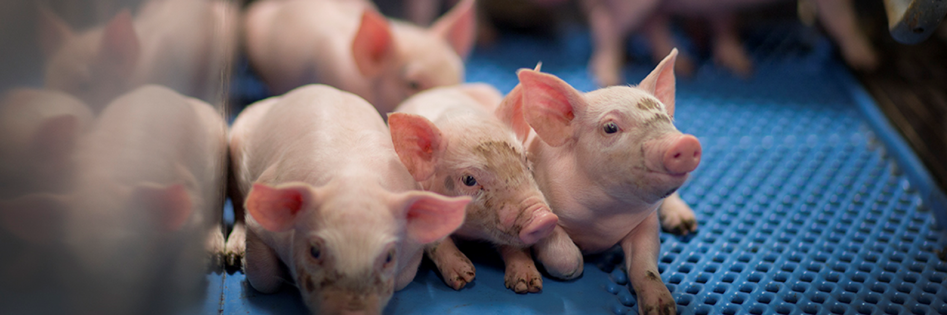 Bioveiligheid varkens
