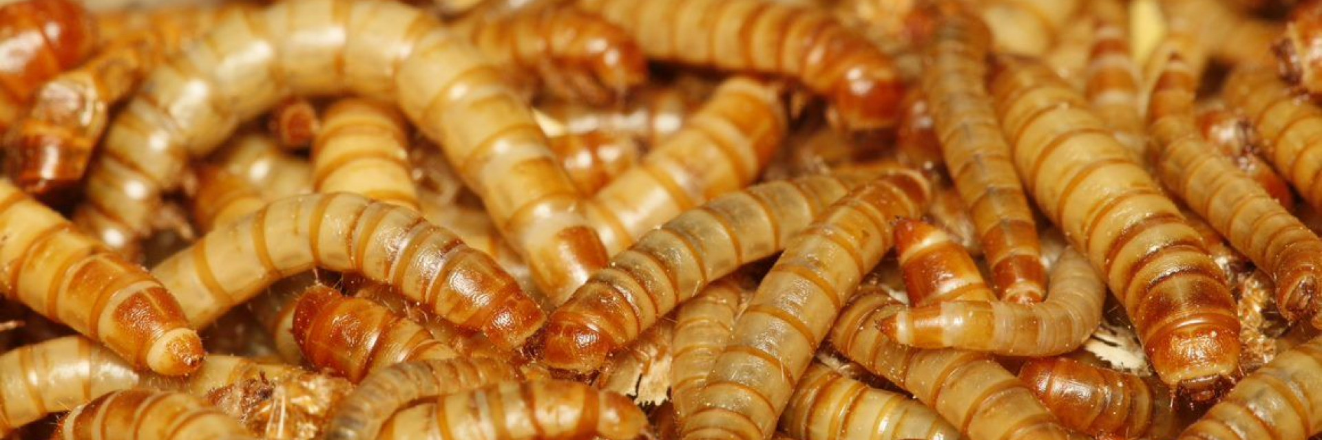 meelwormen insecten