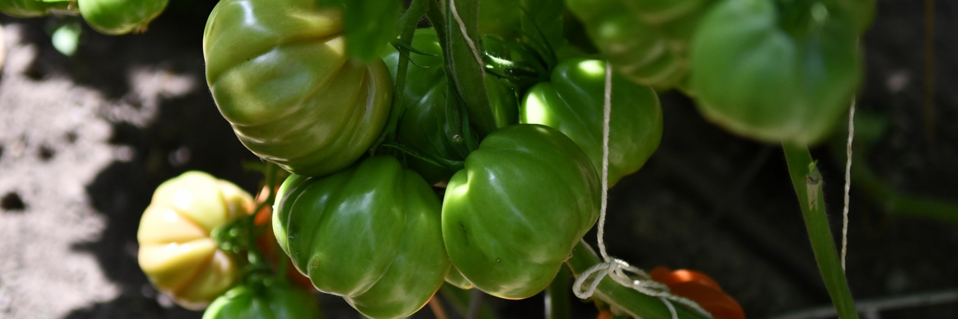 Touw gebruikt om tomaten te leiden