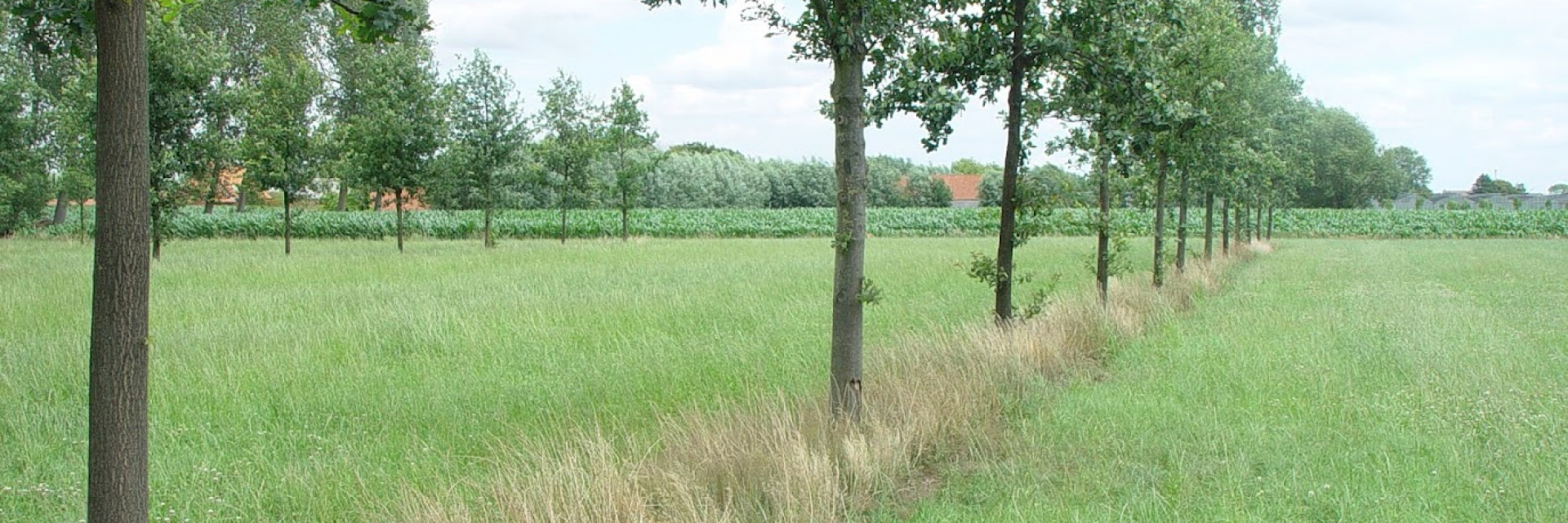 gras in agroforestry