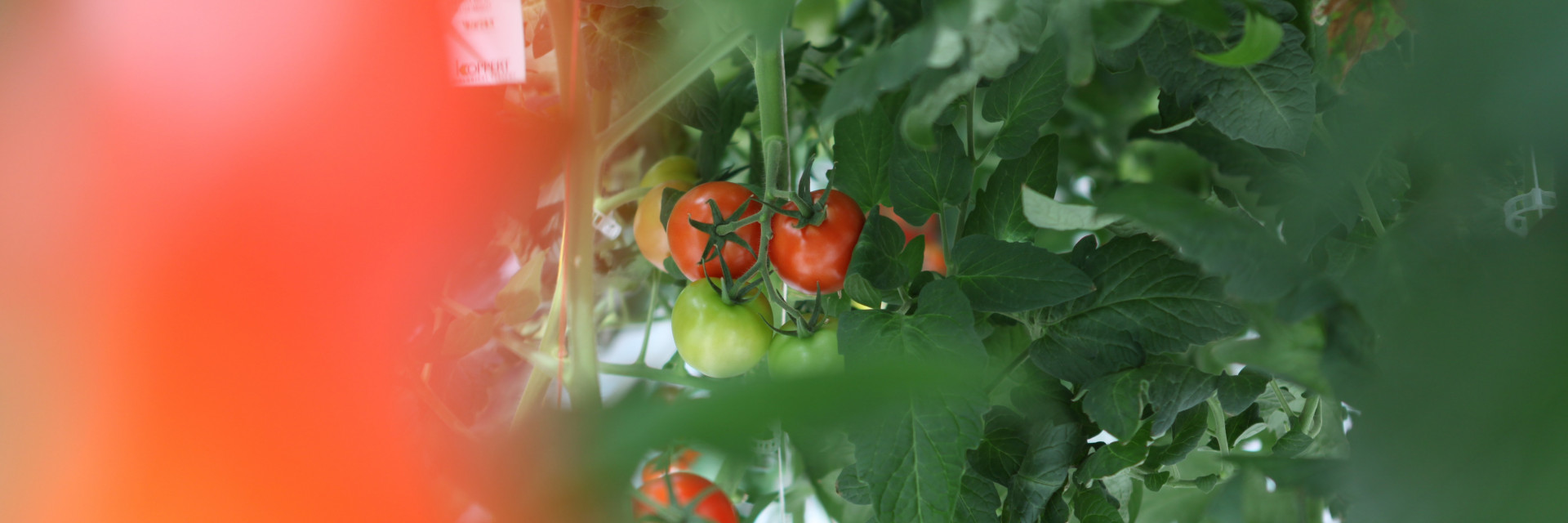 Tomaten in serre