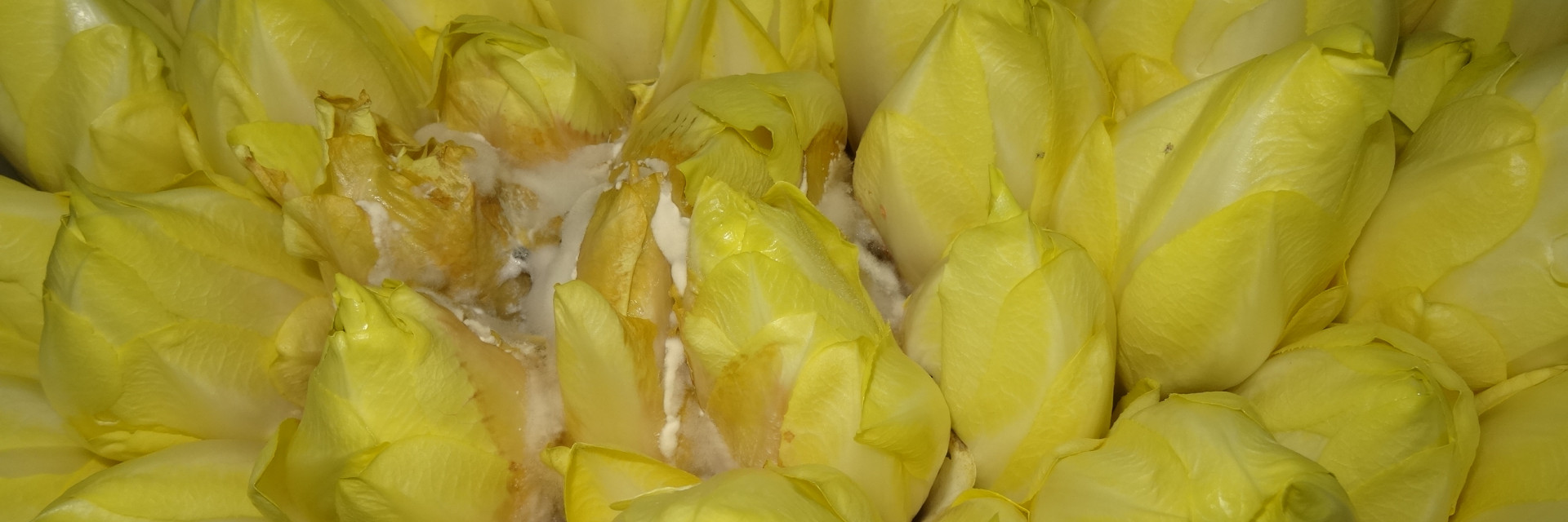 Slerotnia schimmelplus in de witloofforcerie