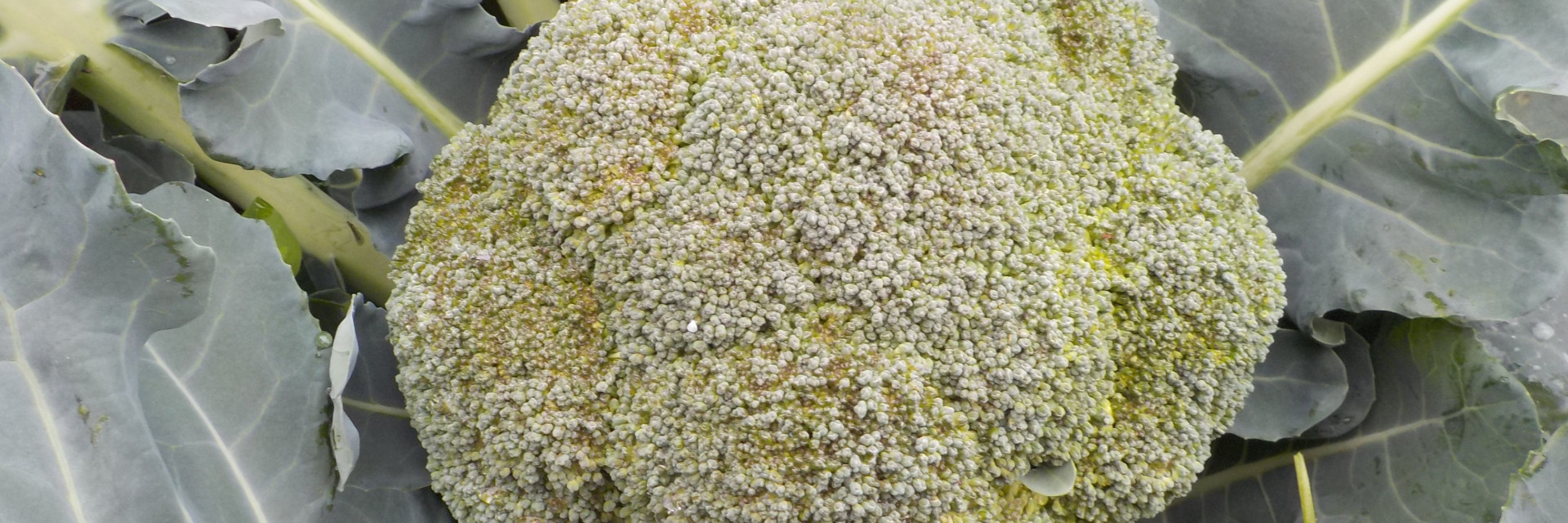 scherm broccoli