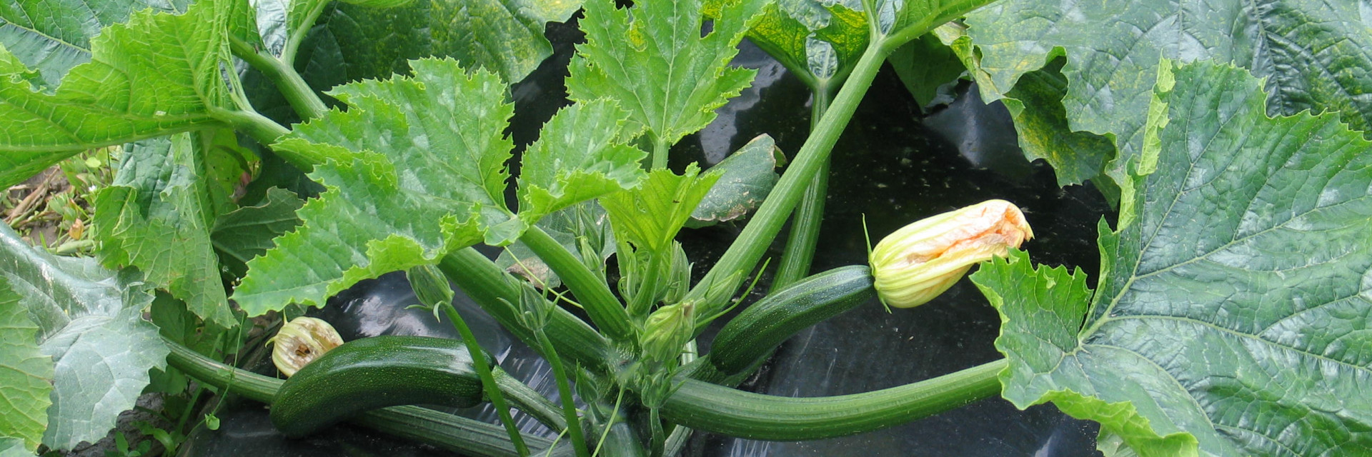 courgette gewas