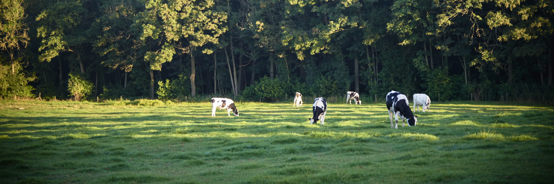 Koeien in de weide