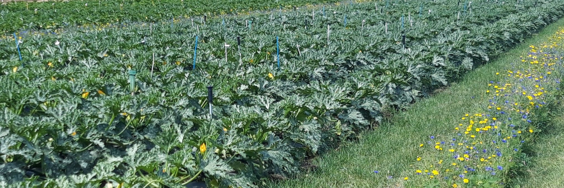 courgette bloemrand