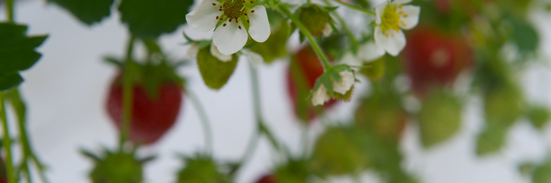 Aardbeiplant
