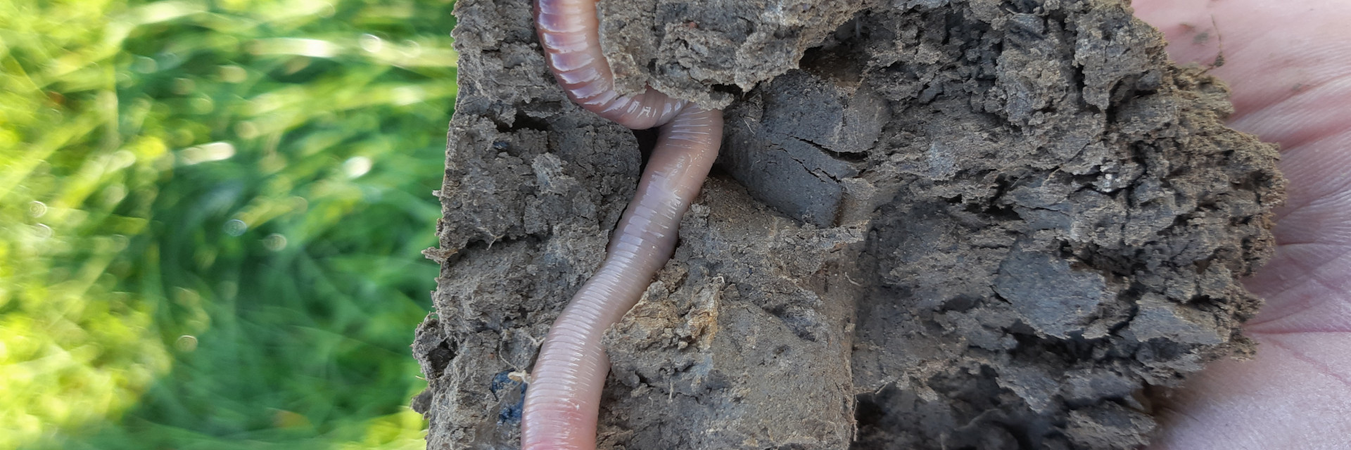 Regenworm