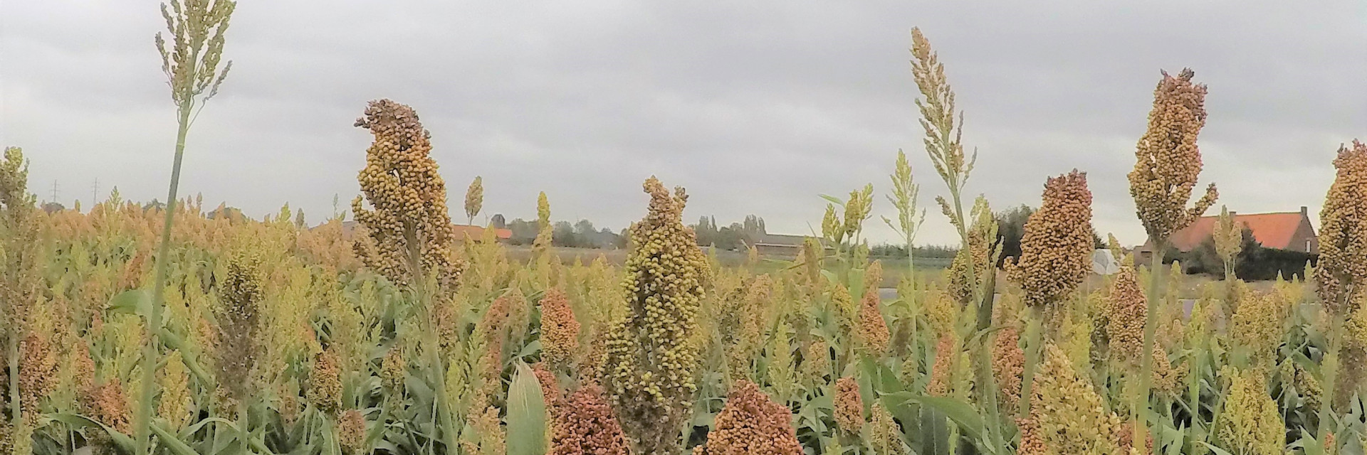 Sorghum bio lichte versie