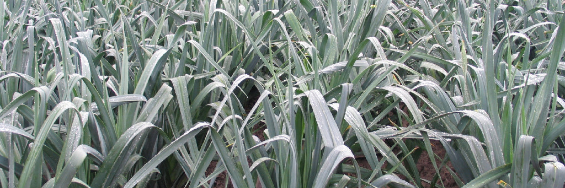 Preiplanten