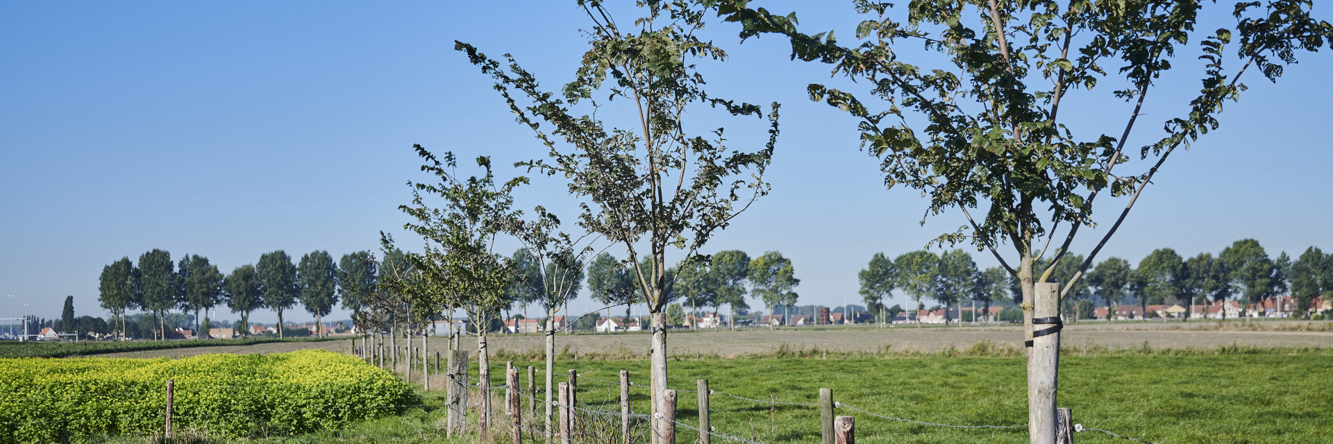 Beplanting