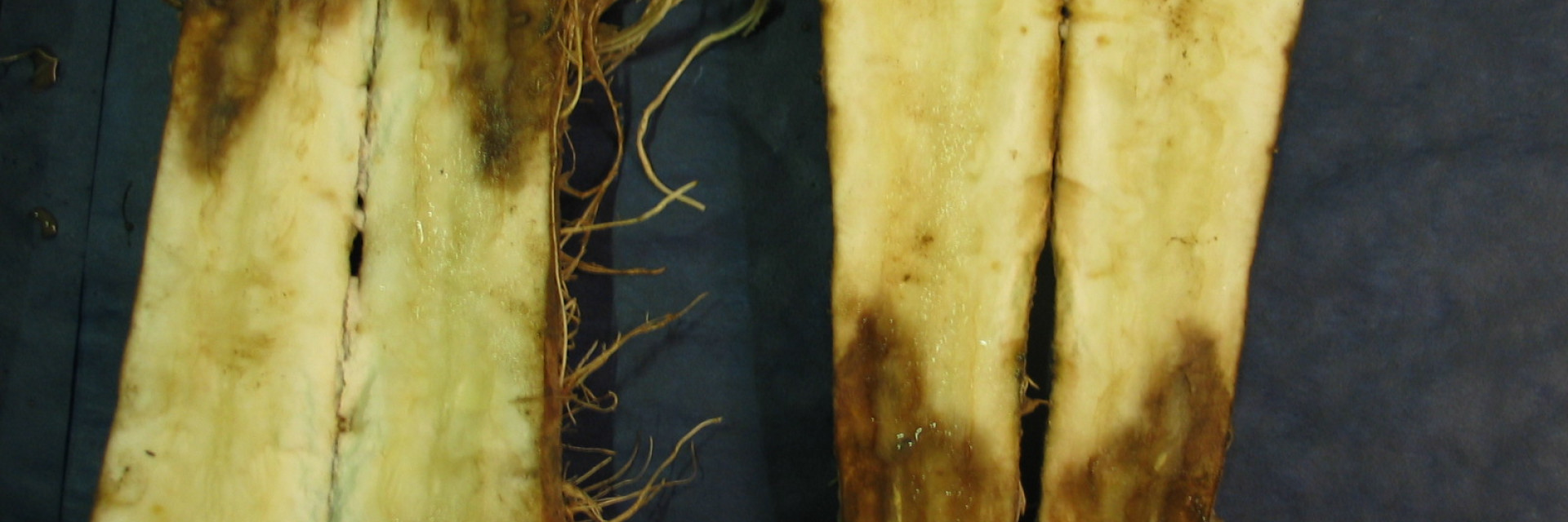 witloof Phytophthora wortel
