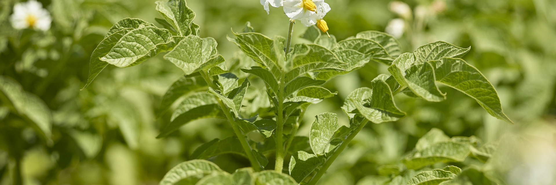 Aardappelplant in veld