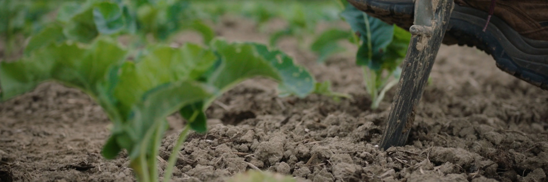 spade in de grond - detailfoto