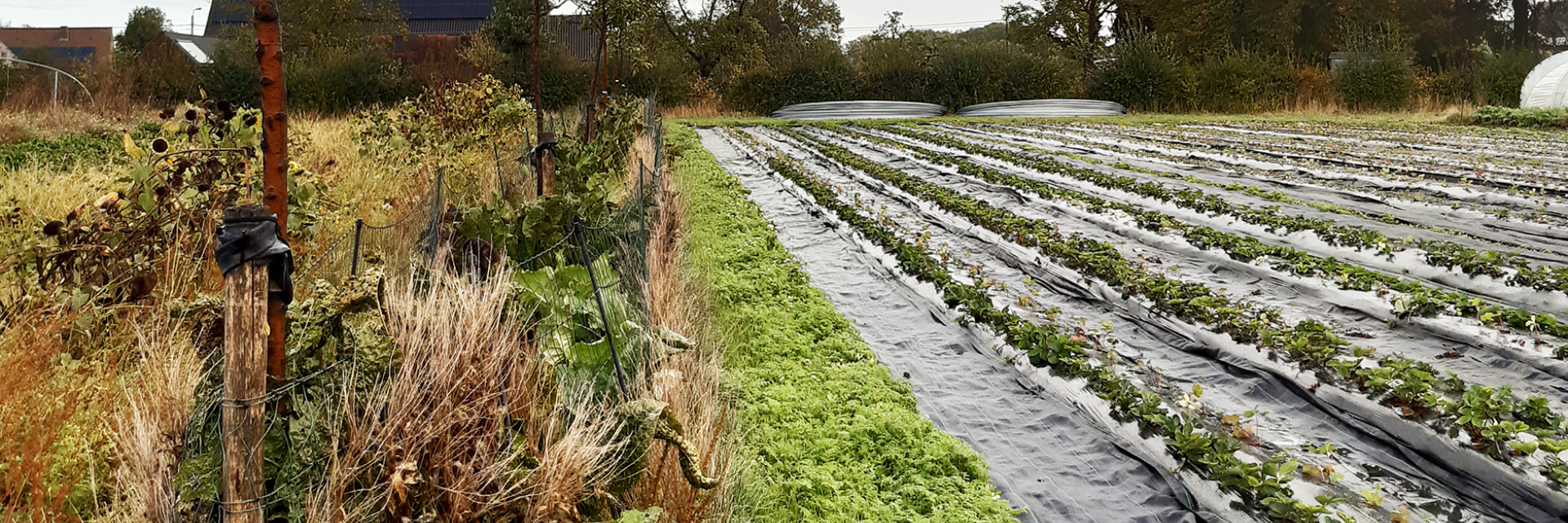 Agroforestry