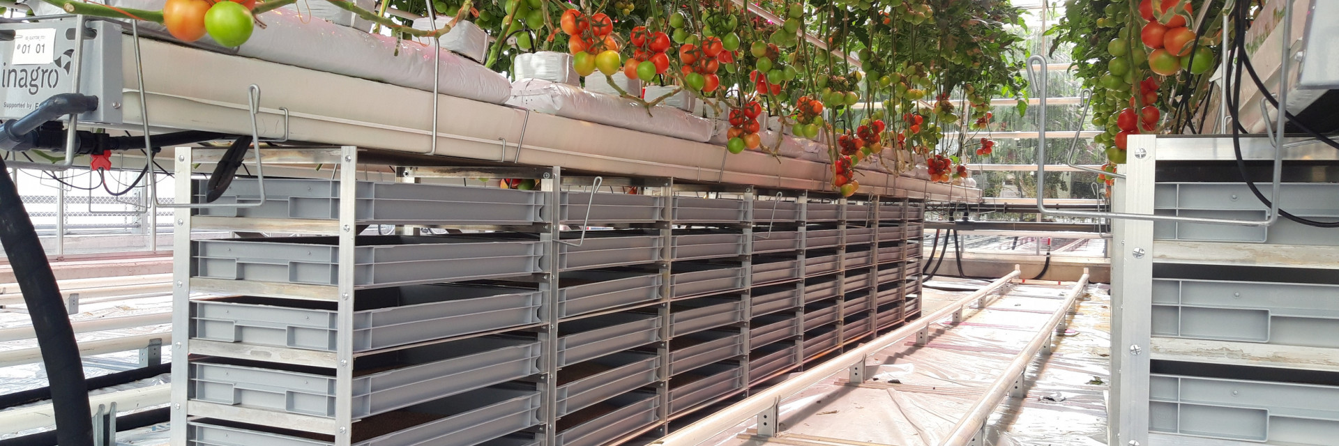 Meelwormenkweek onder de tomatengoten