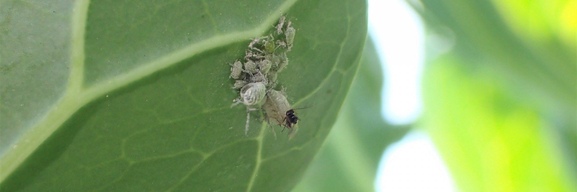 Parasitoïd melige koolluis spruitkool
