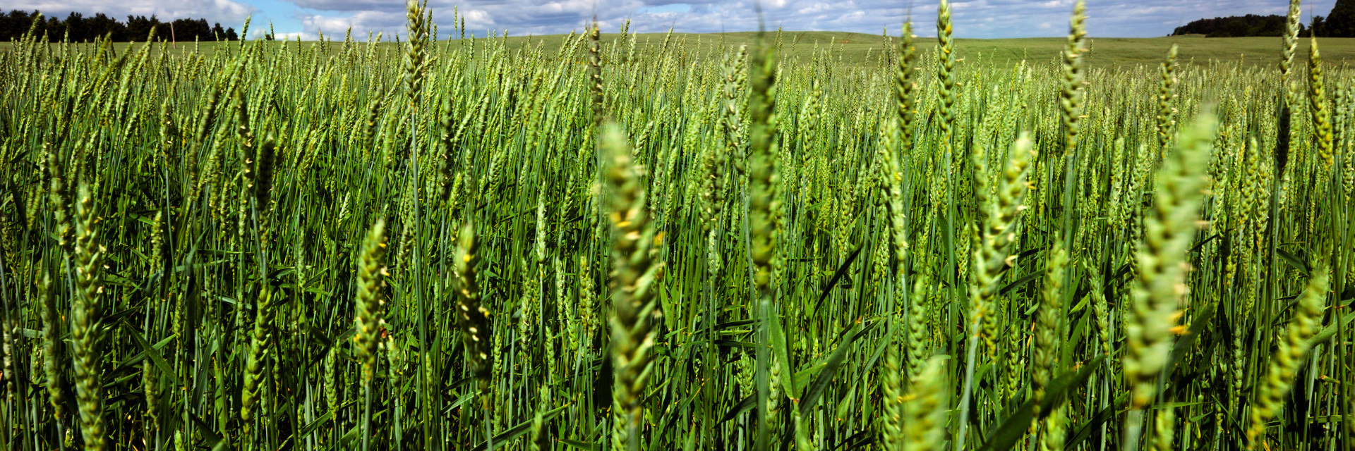 Groene triticale