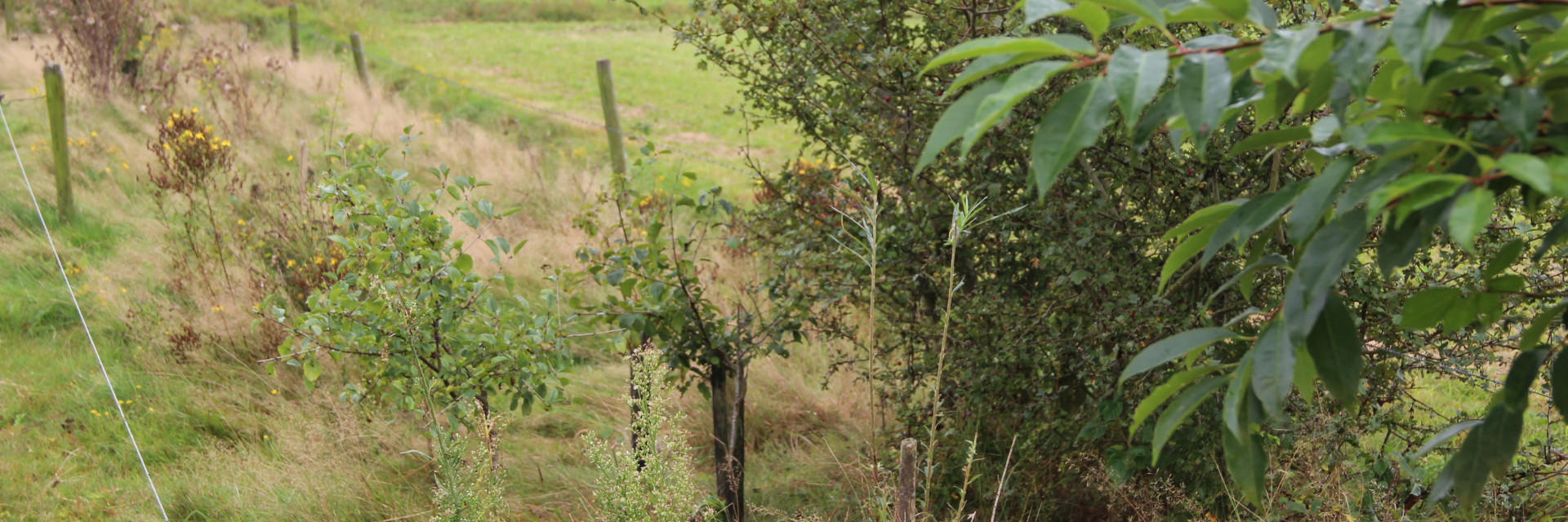 Voederbomen