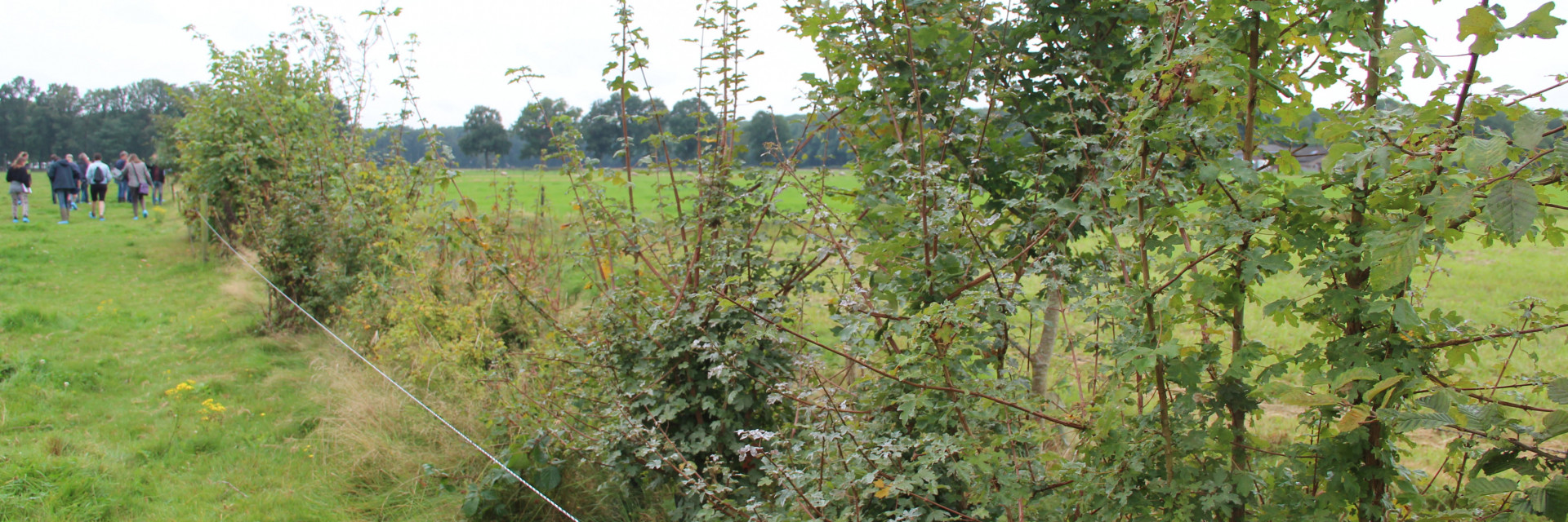 Voederbomen
