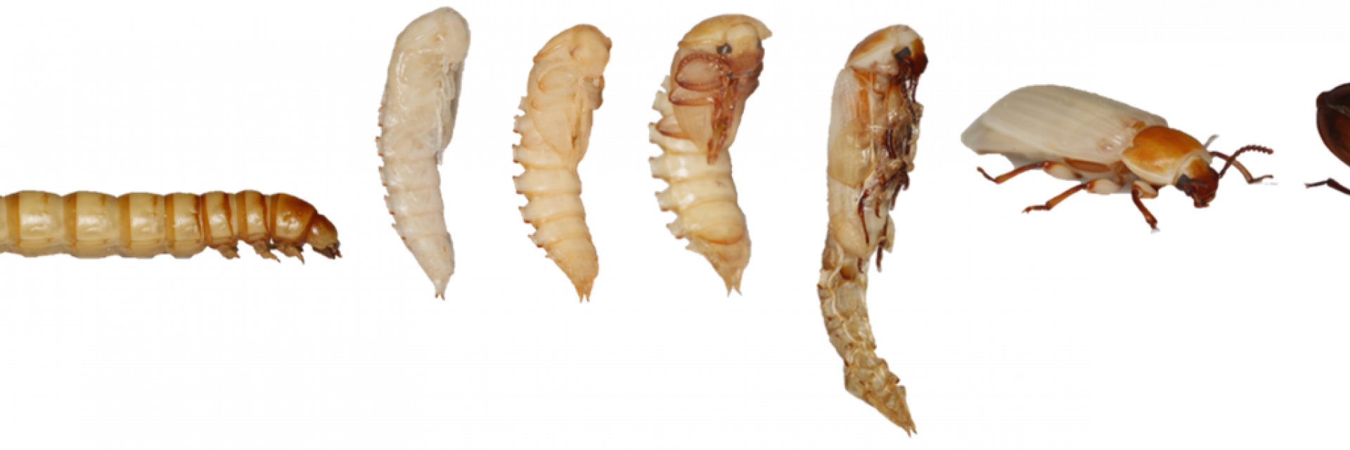 Verpopping_meelworm