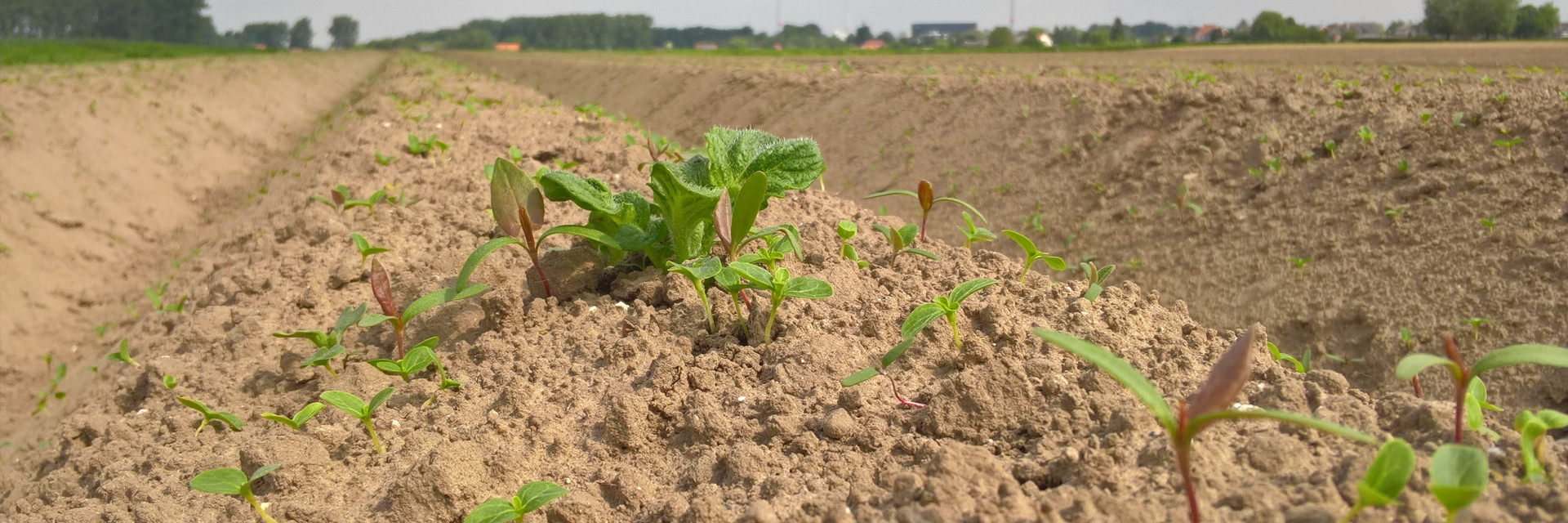 bovenstaande onkruiden bij opkomst aardappelen