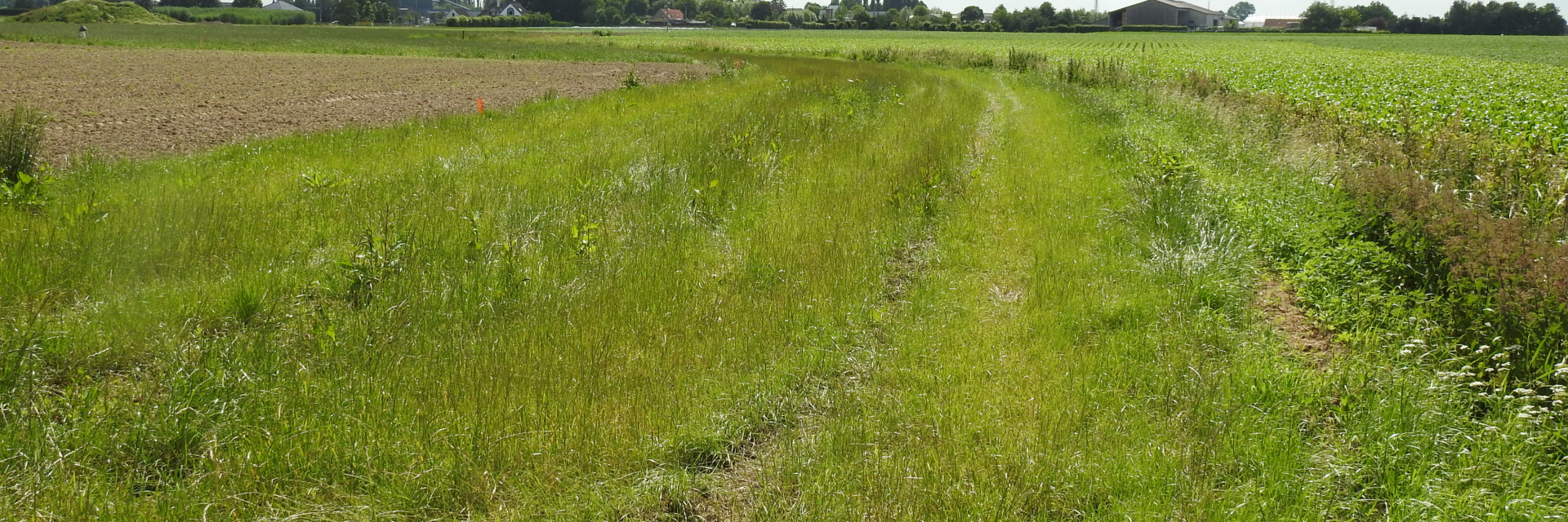 Grasbufferstrook langs de Godelievebeek