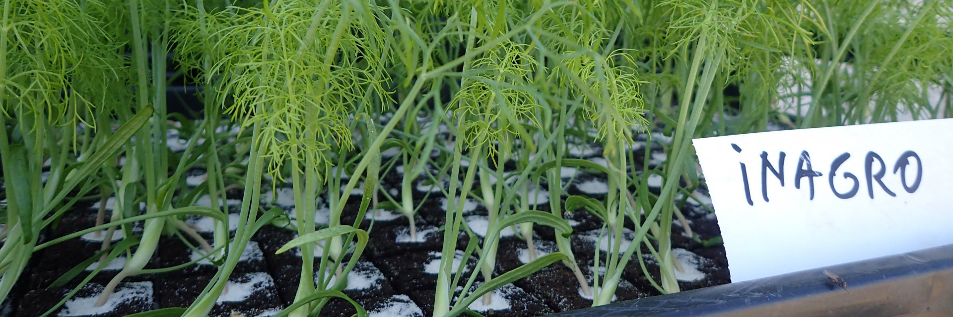 biologisch plantgoed knolselder