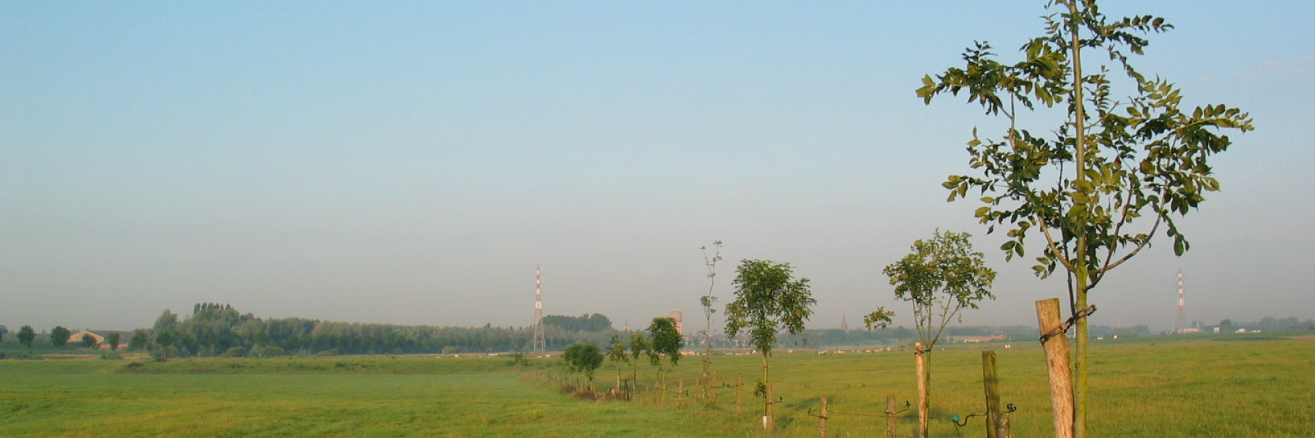 bomen in graasweide 