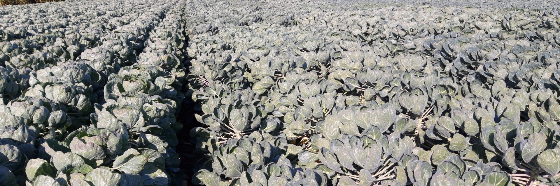 veld spruitkool