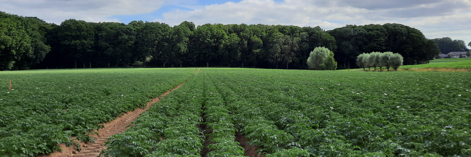 aardappelveld - proef bemesting in de rij
