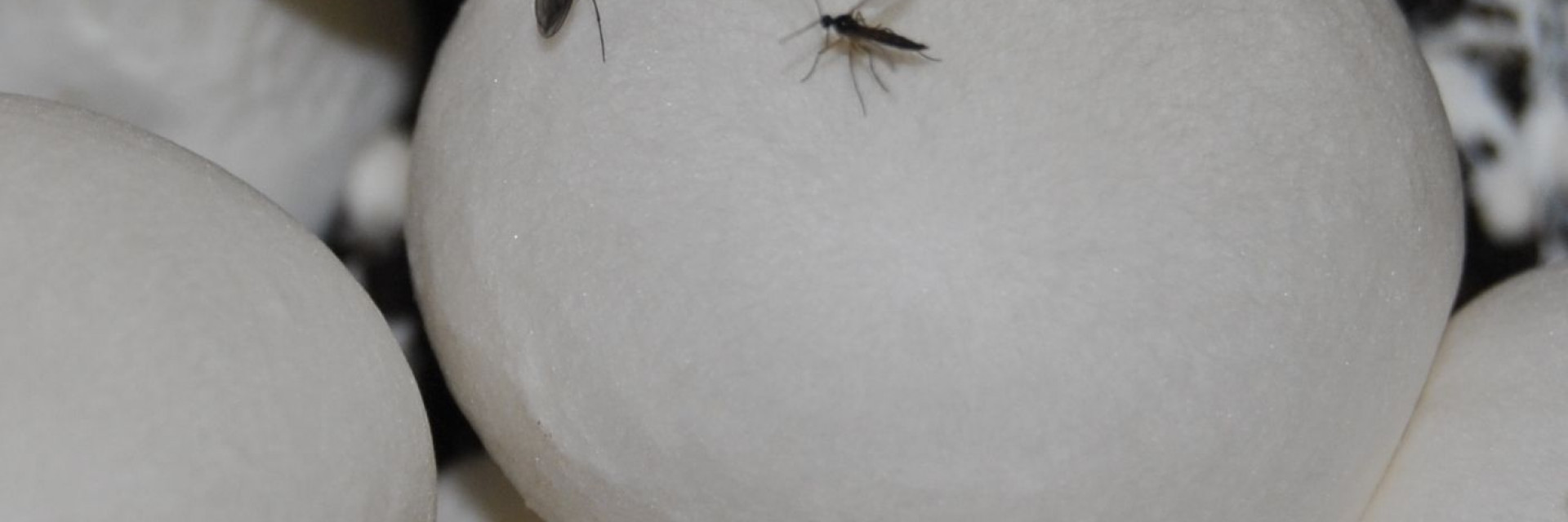 plaaginsecten champignonteelt